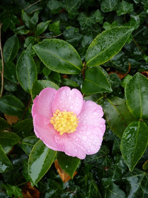 Camellia sasanqua 'Kanjiro' fleur